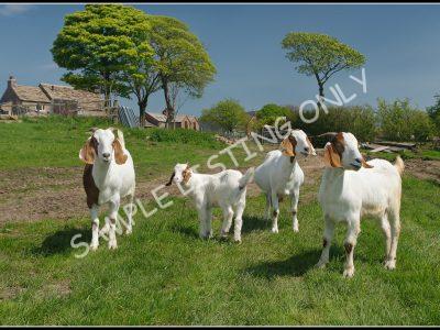 Cameroonian Live Boer Goats