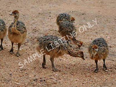 Cameroon Ostrich Chicks