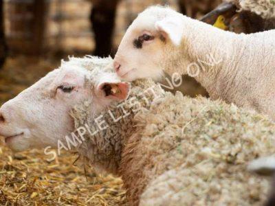 Healthy Cameroon Sheep