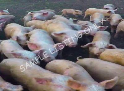 Cameroon Healthy Pigs