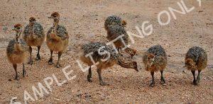 Cameroon Guinea Fowls